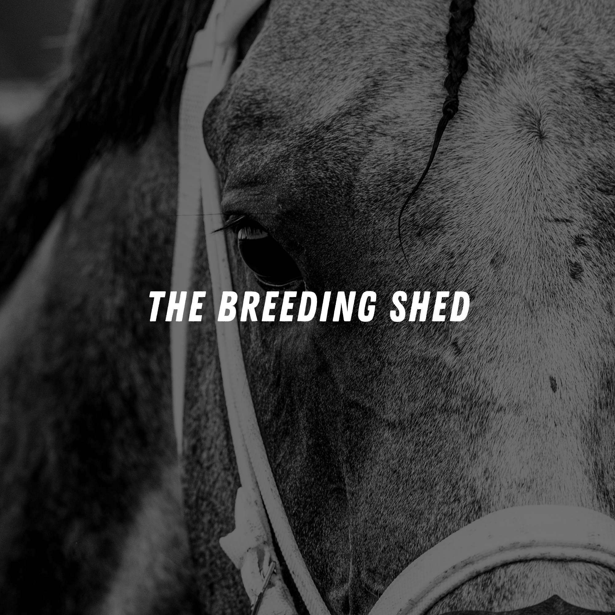 The Breeding Shed