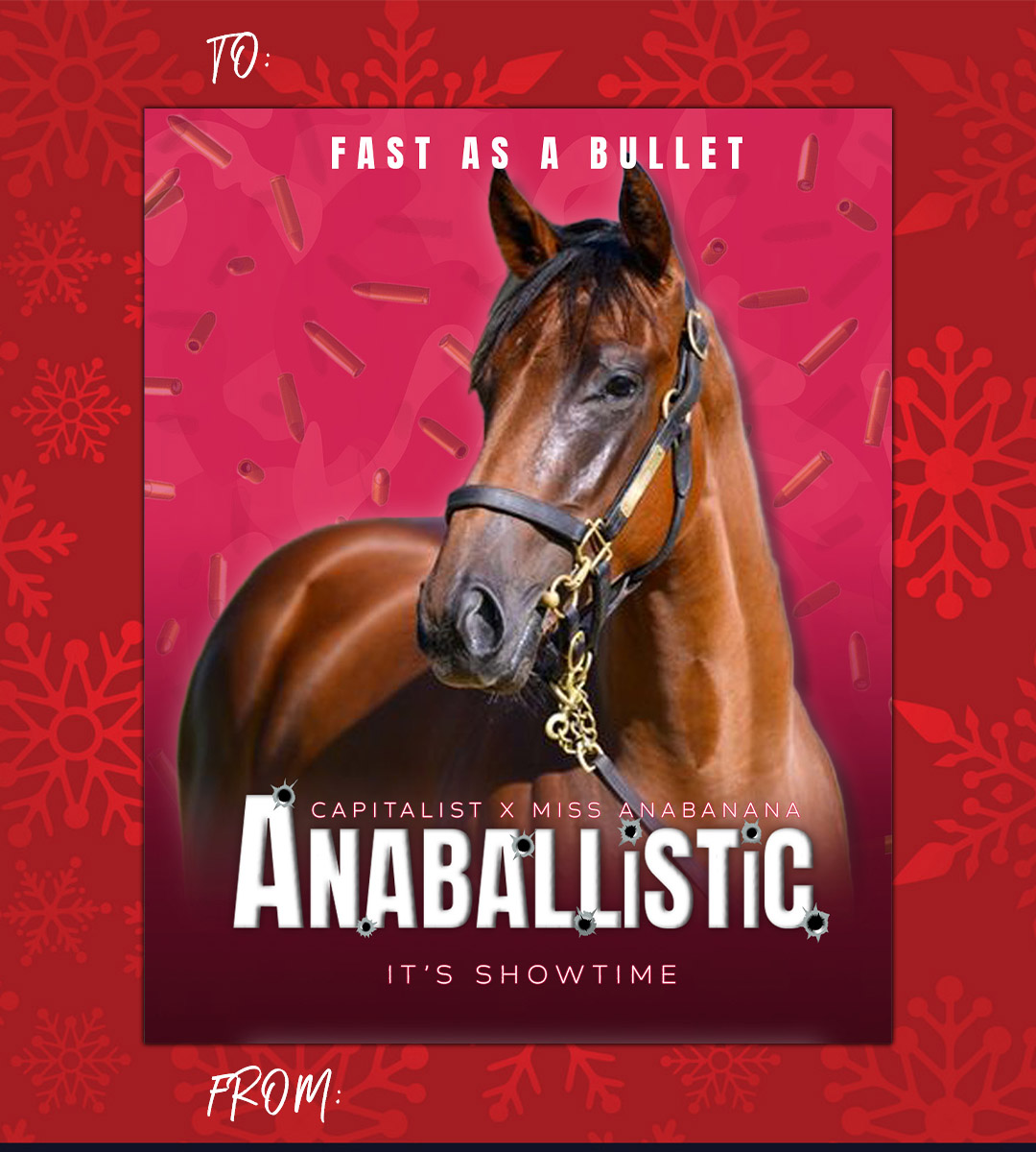 Racehorse christmas card