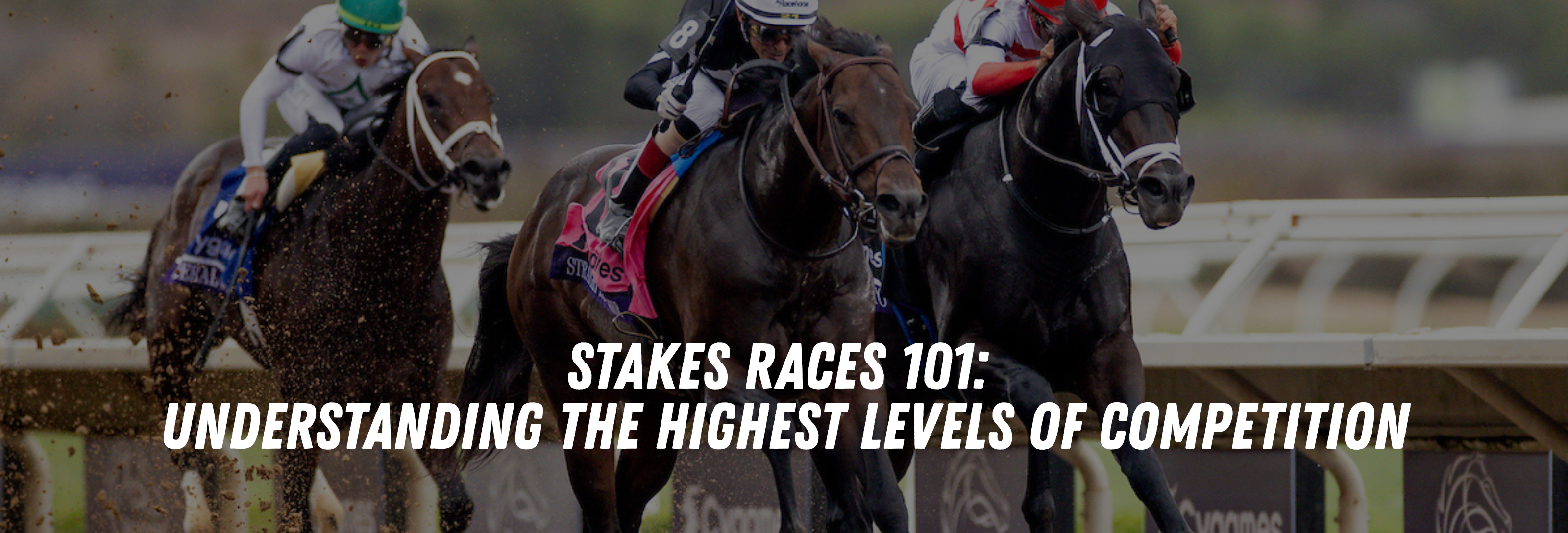 MyRacehorse - Horse Racing Ownership. Buy a racehorse share. Starting ...